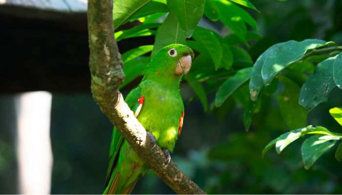  IAT reforça cuidados para a criação de animais silvestres de forma legal 